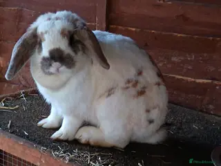 Mini Lop rabbits Mini lop babies only 2 left - Advert 12