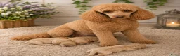 Poochon dogs for sale: 💥STUNNING CREAM F1 HEALTH TESTED POOCHONS 💥 - Advert 2