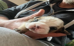 English Bulldog dogs for sale: English bulldogs - Advert 22