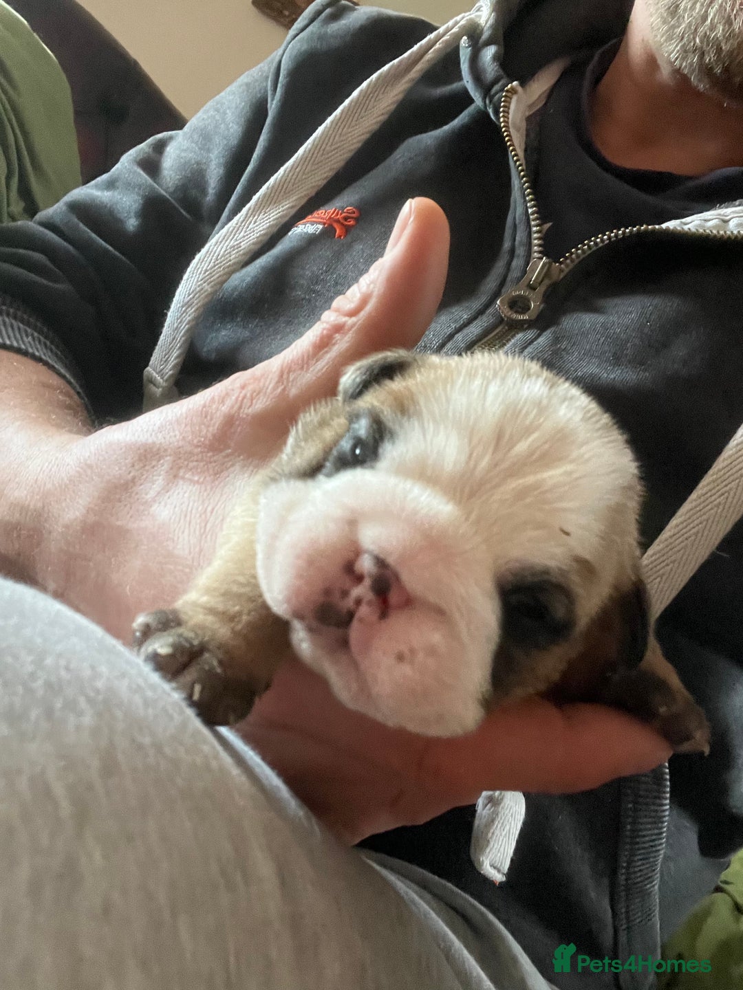 English Bulldog dogs for sale: English bulldogs - Advert 22