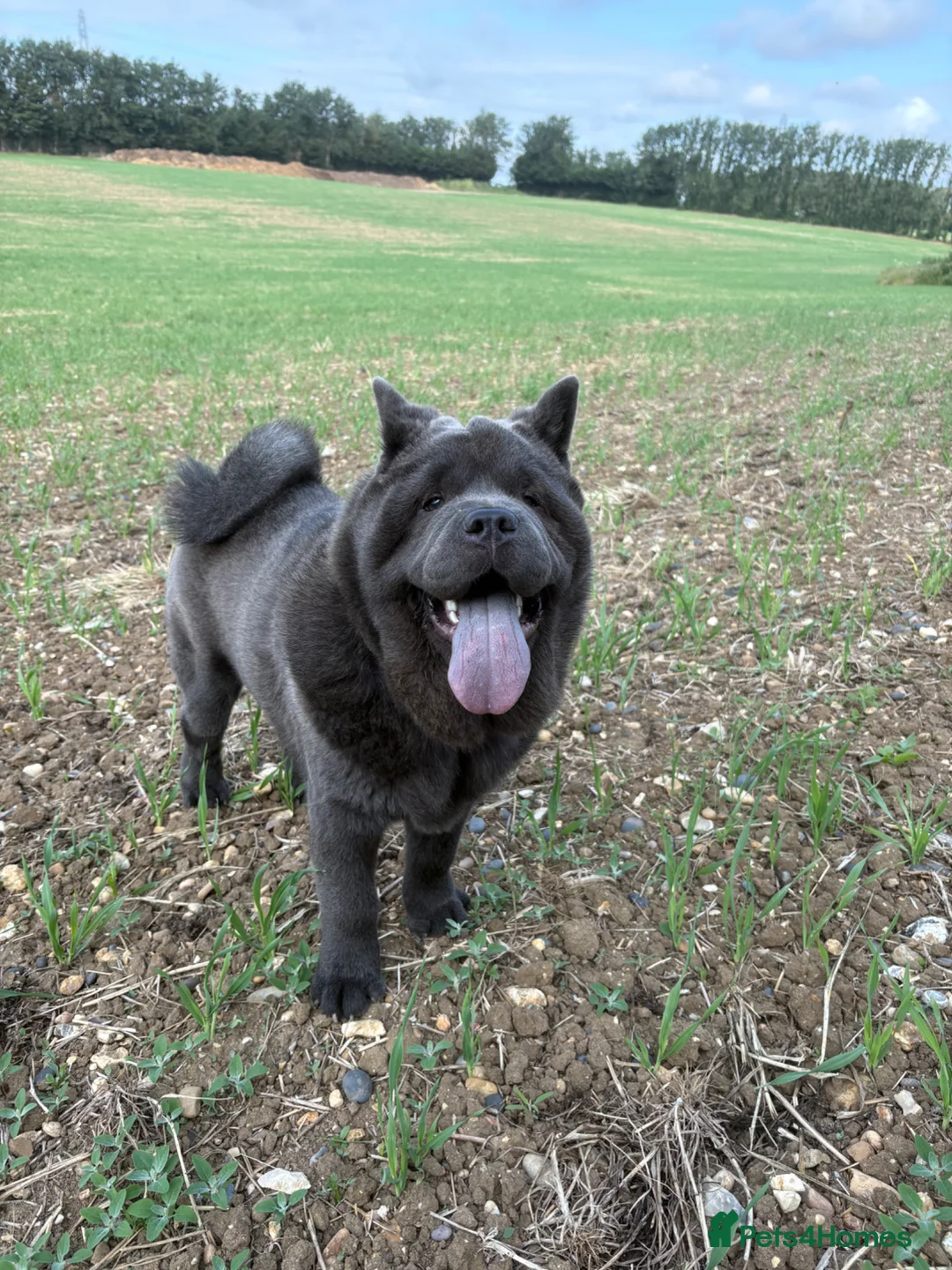 Chow Chow dogs for sale: Chow Chow Blue Male - Advert 2