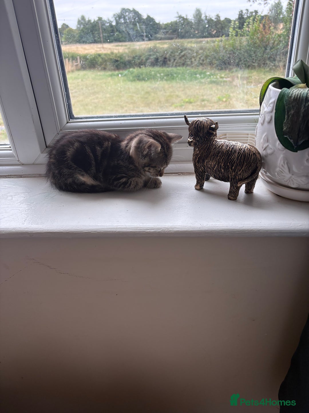 Domestic Shorthair cats for sale: 1 boy and 1 girl tabby and tortoiseshell - Image 6