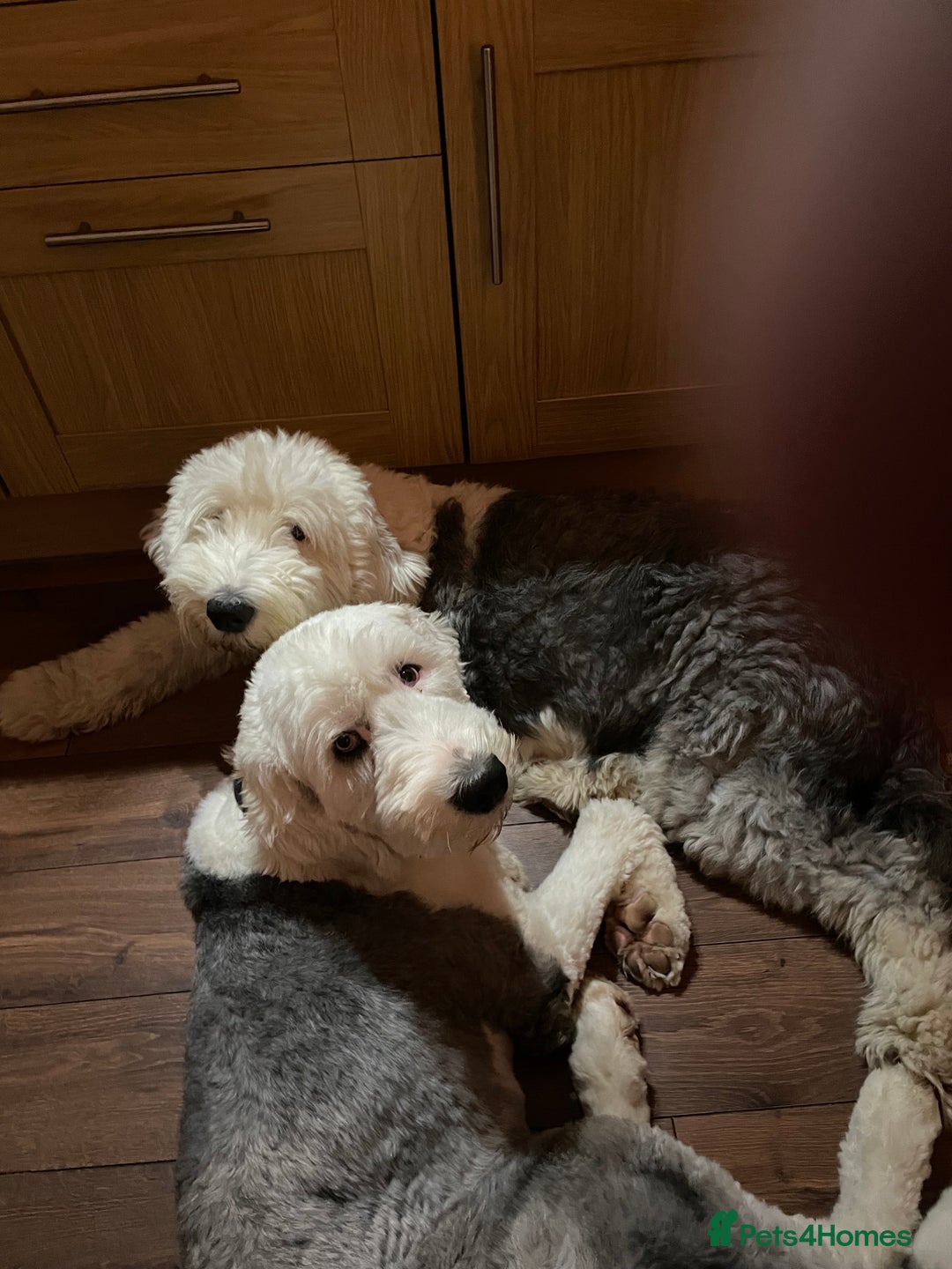 Old English Sheepdog dogs for sale: Old English puppies - Image 13