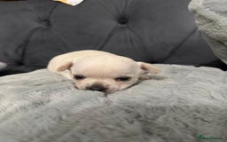 Chihuahua dogs for sale: Puppies chihuahuas 1 boy and 2 little princesses  - Image 4