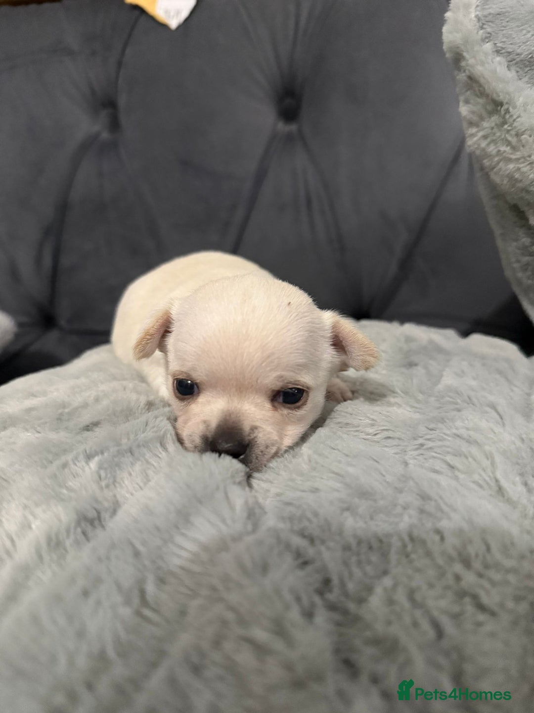 Chihuahua dogs for sale: Puppies chihuahuas 1 boy and 2 little princesses  - Image 4