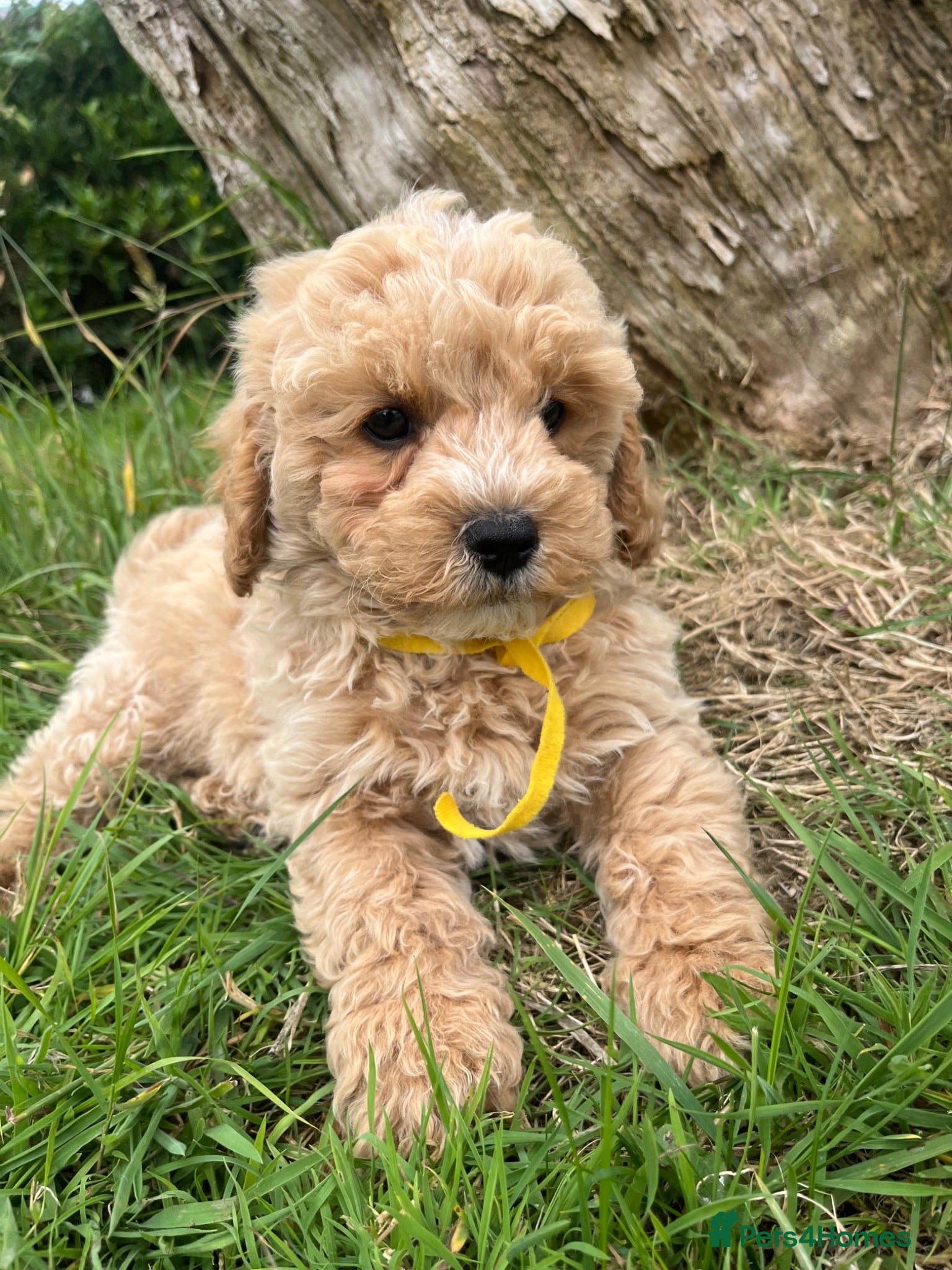 Cavapoochon dogs Cavapoochon puppies  - Advert 2