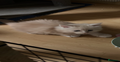 Maine Coon cats - Advert 8