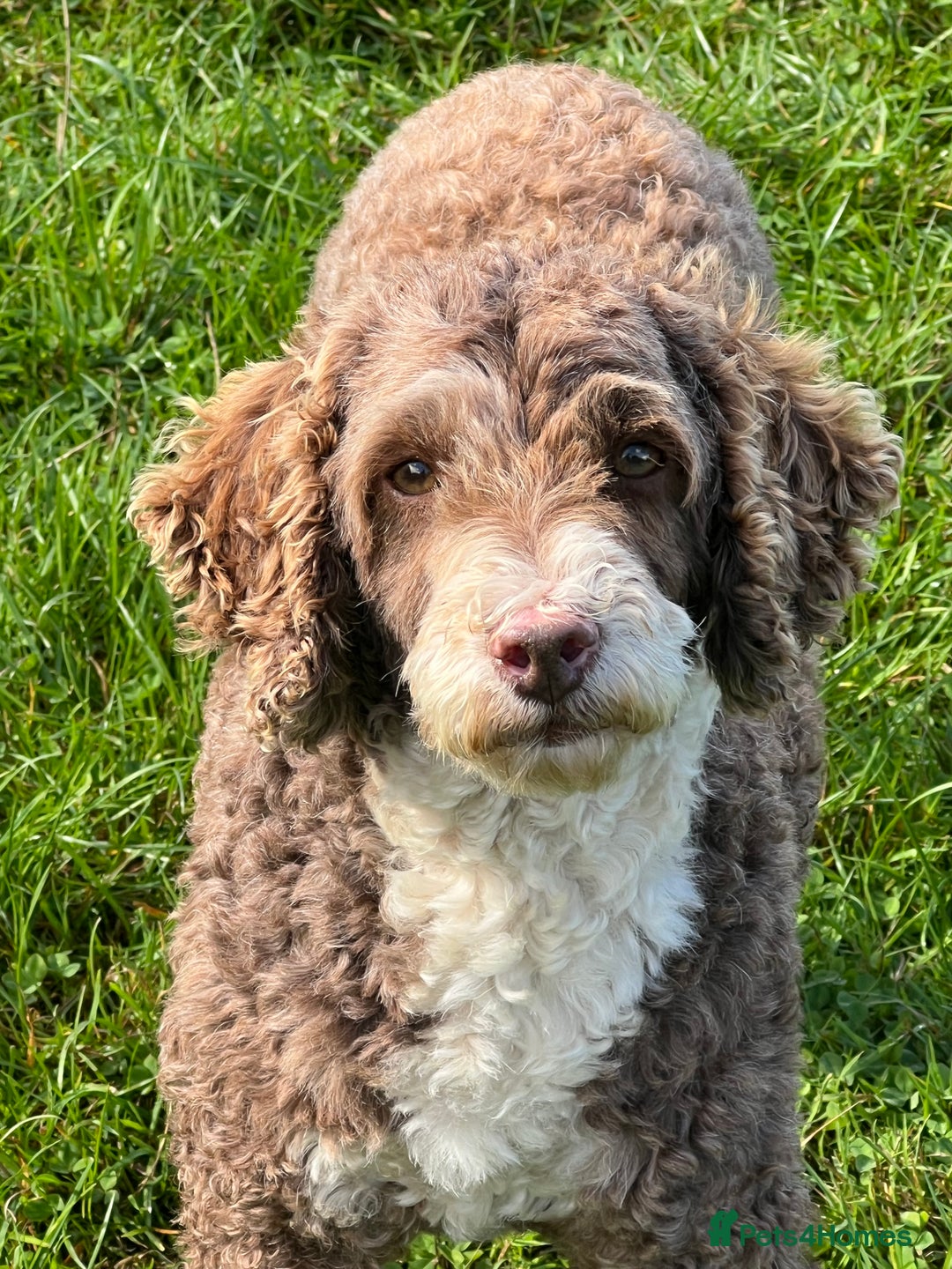 Miniature Poodle dogs for stud: Miniature Poodle KC Reg Fully DNA Health Tested  in Radstock - Advert 7