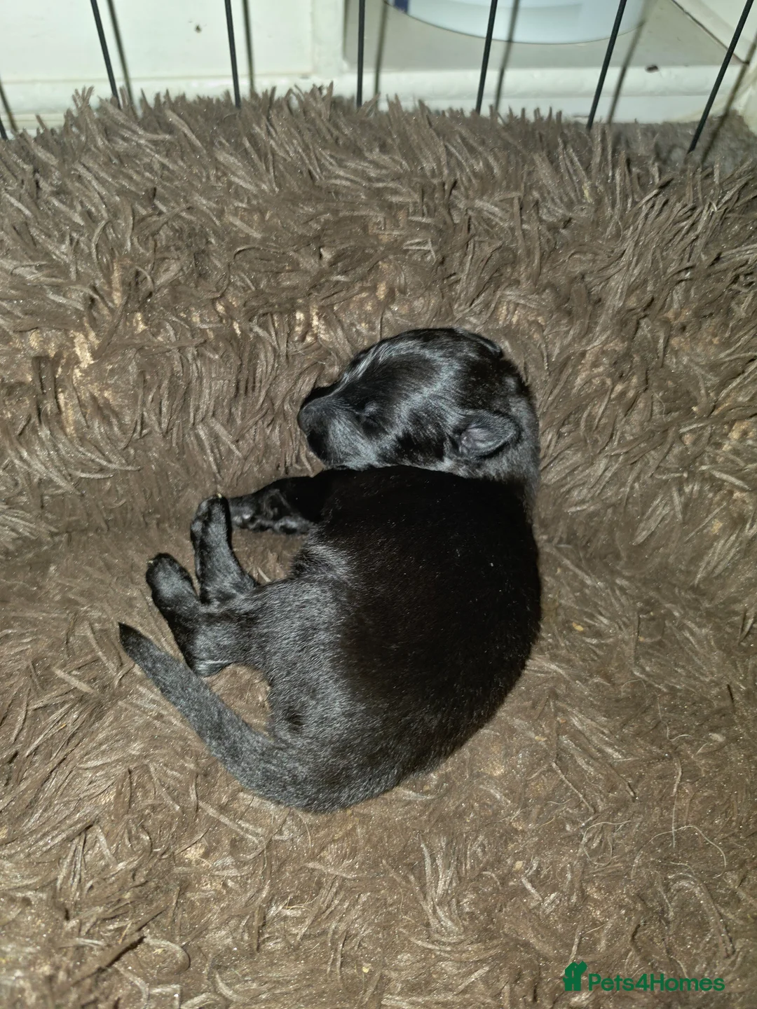German Shepherd dogs for sale: shepinois puppies amazing litter - Advert 2