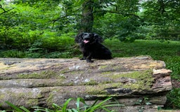 Cocker Spaniel dogs for sale: Cocker spaniel  - Image 1