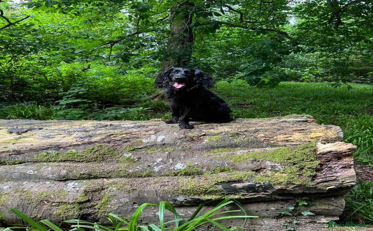 Cocker Spaniel dogs - Advert 2