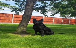 German Shepherd dogs for sale: Outstanding KC german shepherd puppies - Image 11