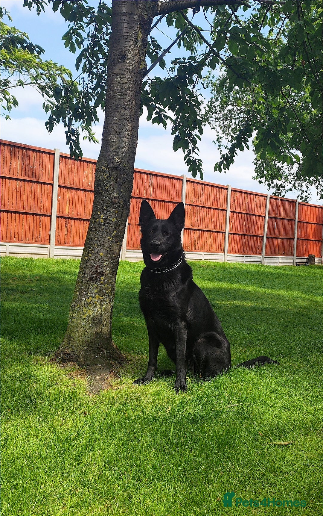 German Shepherd dogs for sale: Outstanding KC german shepherd puppies - Image 11