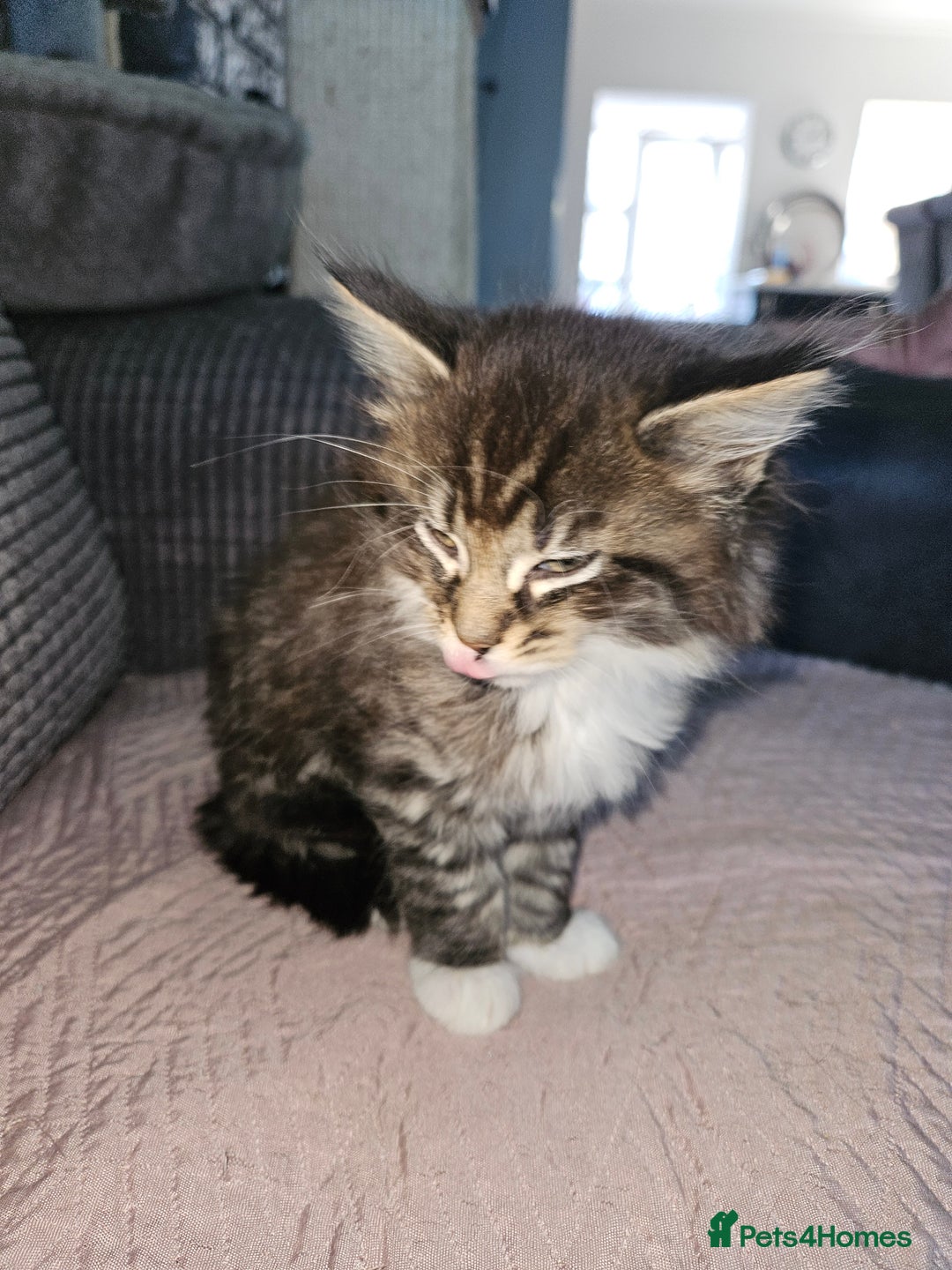 Maine Coon cats for sale: Beautiful main coon kitten ready for a new home. - Advert 10