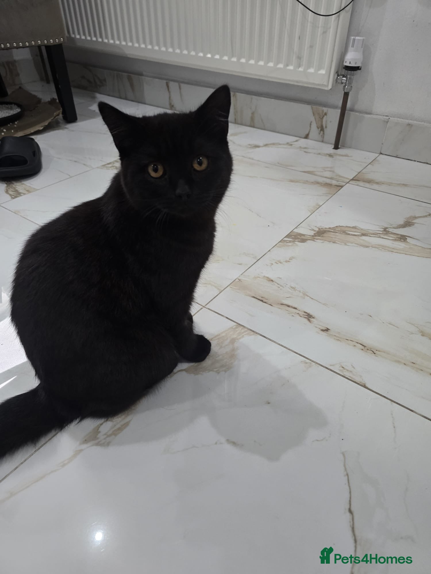 British Shorthair cats Black Male BSH Cat - Advert 1