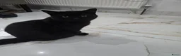 British Shorthair cats for sale: Black Male BSH Cat - Advert 1