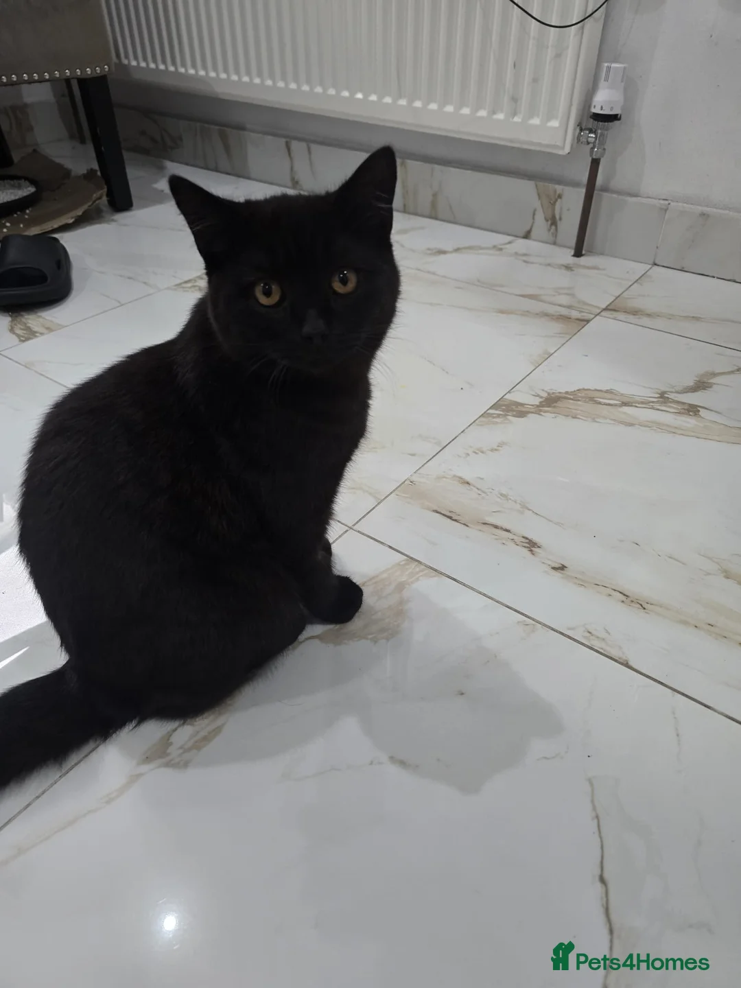 British Shorthair cats for sale: Black Male BSH Cat - Advert 1