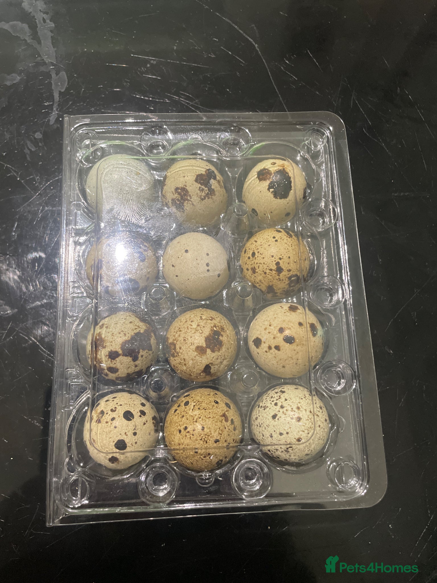 Quail poultry Quail Eggs - Advert 4