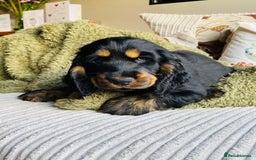 Cocker Spaniel dogs for sale: Top quality fully health tested show cocker pups - Image 19