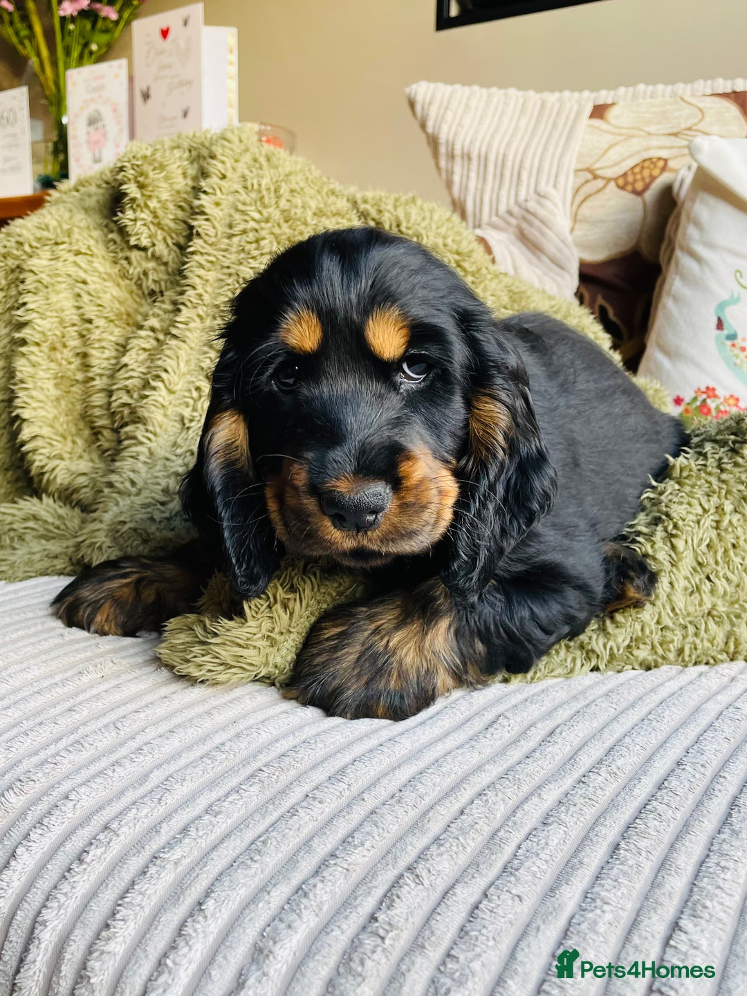 Cocker Spaniel dogs for sale: Top quality fully health tested show cocker pups - Image 19