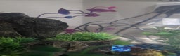 Mollies fish for sale: Christmas guppies for sale - Advert 12