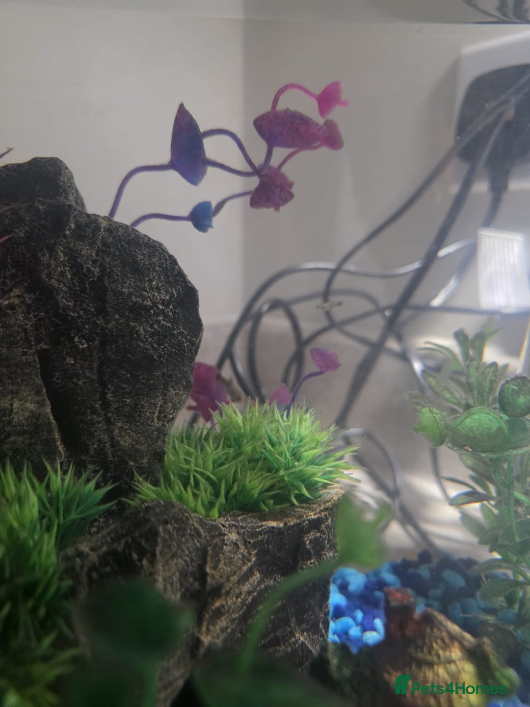 Mollies fish for sale: Christmas guppies for sale - Advert 12
