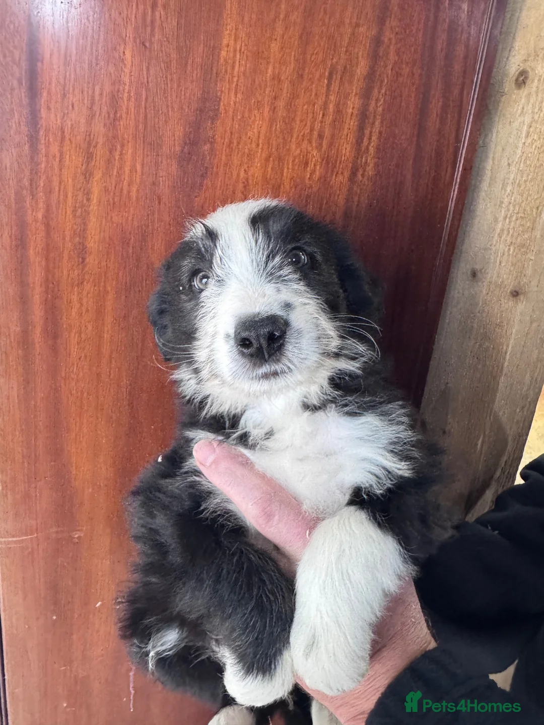 Mixed Breed dogs for sale: Bearded x Border Puppies - Advert 9