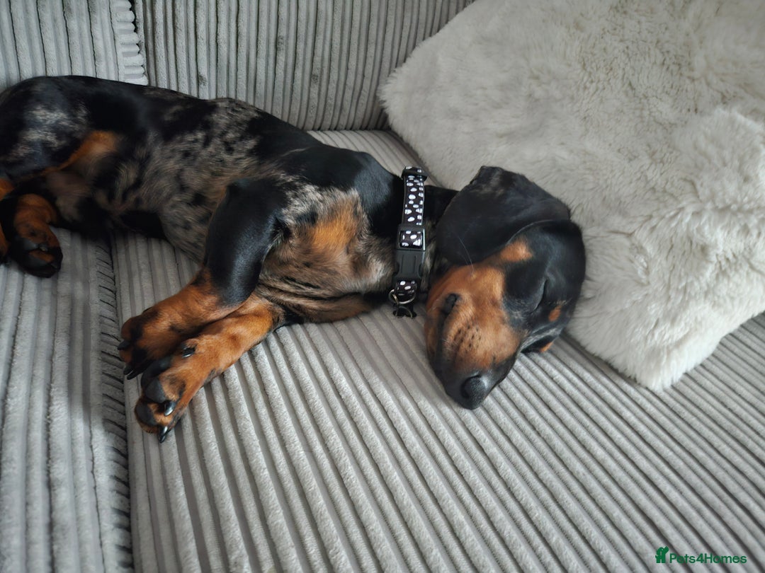 Miniature Dachshund dogs for sale: *URGENT REHOME* Minature Dachsund Male 11 Months - Image 4