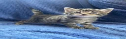 Maine Coon cats for sale: Mainecoon x  - Advert 10