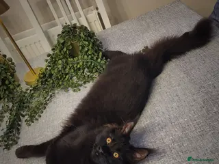 Maine Coon cats Beautiful Maine coon ready for her forever 🏡 - Advert 13