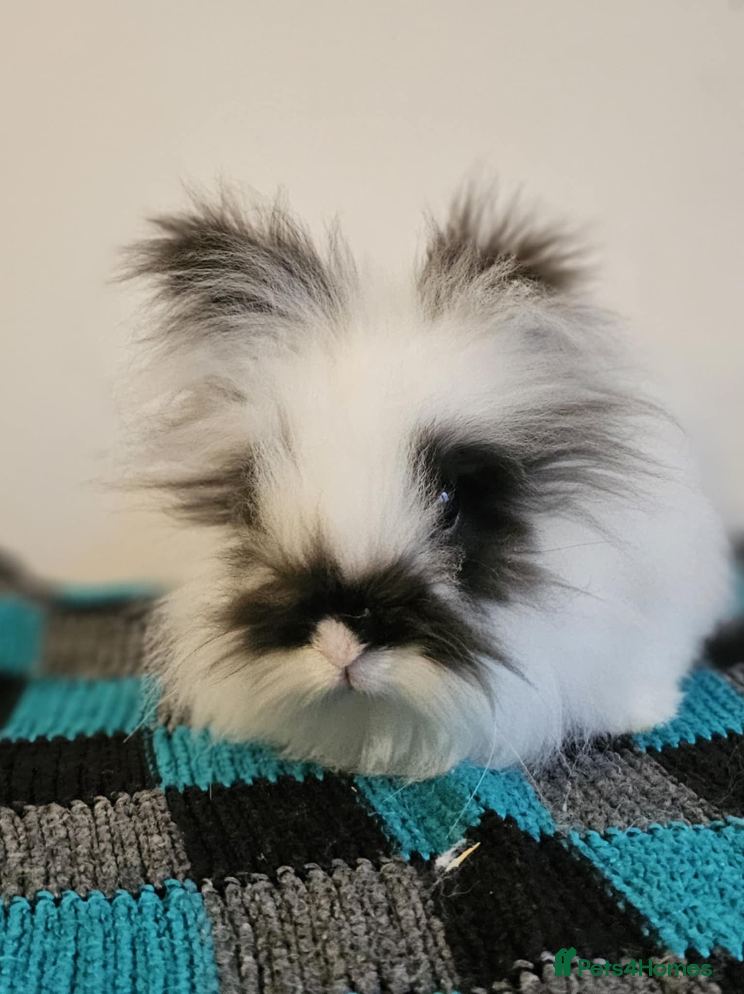 Lionhead rabbits 2 Lionhead Females  - Advert 1