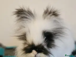 Lionhead rabbits 2 Lionhead Females - Advert 1