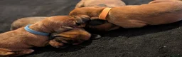 Miniature Dachshund dogs for sale: Miniature dashaund puppies  - Advert 13
