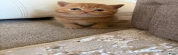 British Shorthair cats for sale: British Shorthair Kittens from Champion Parents  - Advert 13