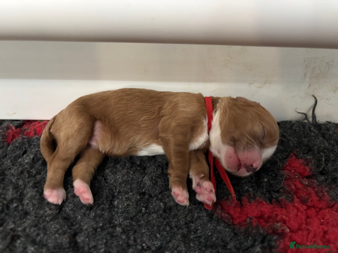 Cavapoo dogs for sale: Gorgeous F1 Cavapoo puppies. Health tested parents - Advert 27