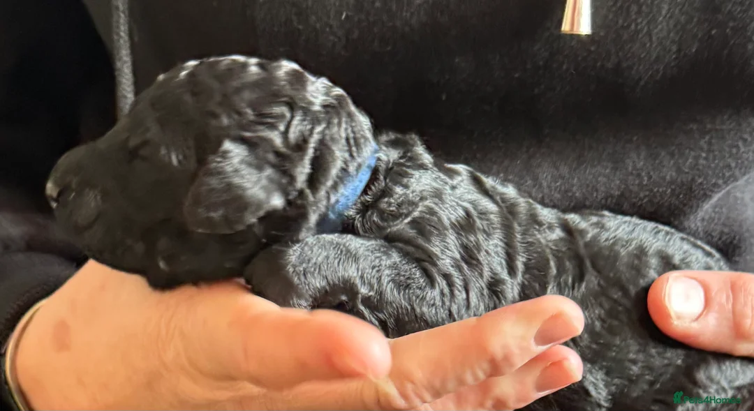 Standard Poodle dogs for sale: Reduced price£1800 Wonderful standard poodle pup’s - Advert 25
