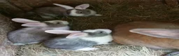 Continental Giant rabbits for sale: PURE Continental Giants - White Eared - Vaccinated - Advert 9