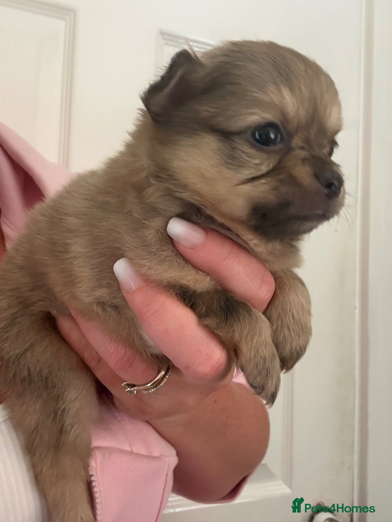 Pomchi dogs Pomchi Puppies (Ready to go) - Advert 6