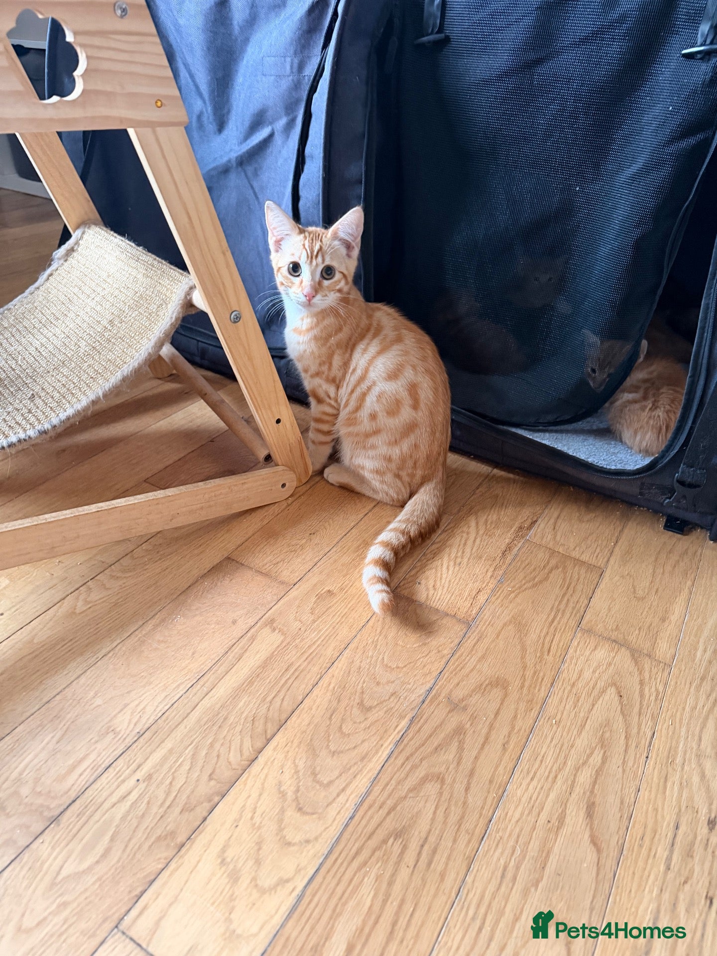 Savannah cats Ginger x f5 Savannah kittens 🔥 - Advert 2