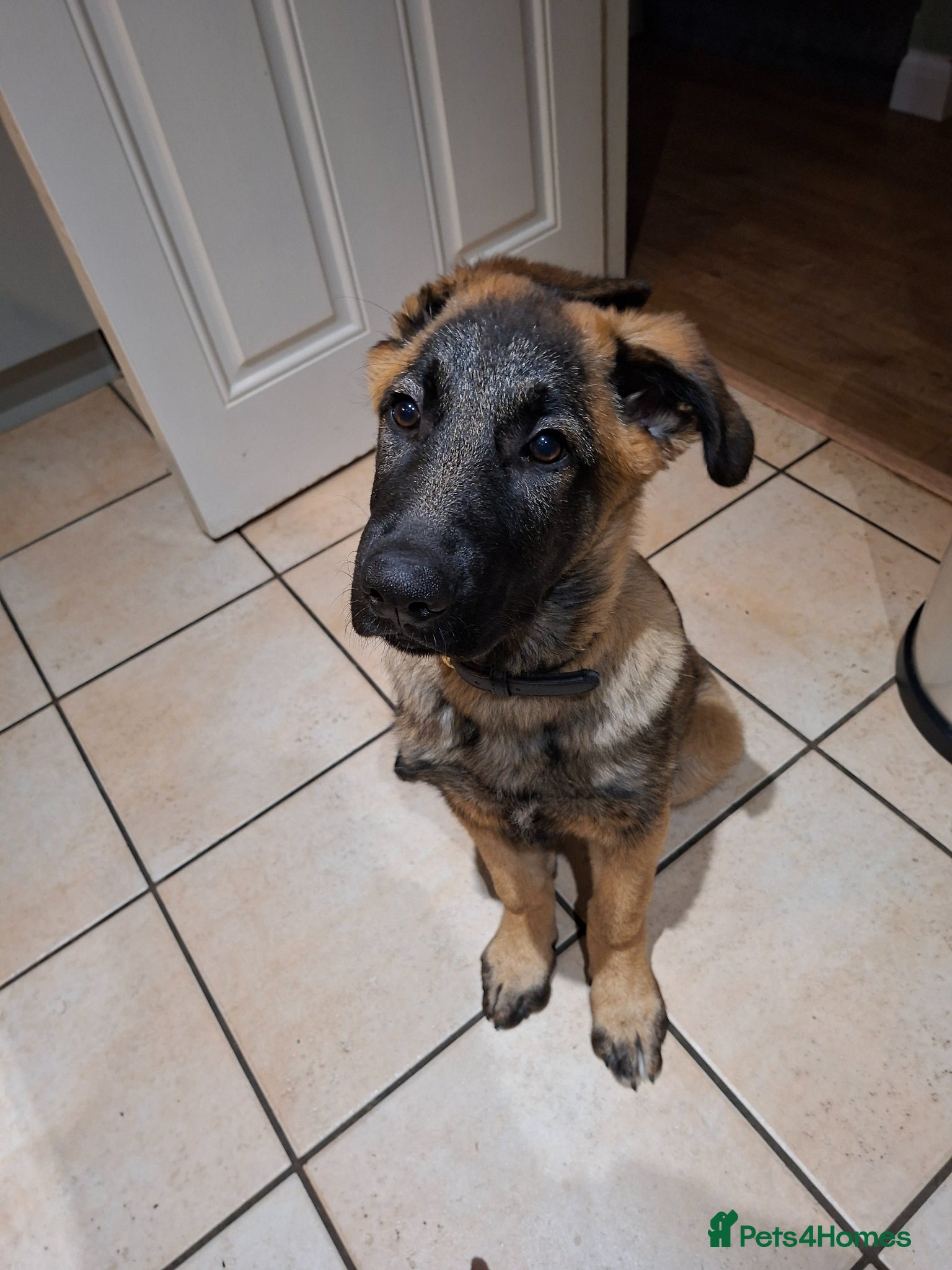 Mixed Breed dogs 4 month old German Shepherd x Caucasian Shepherd - Advert 4