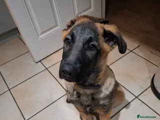 Mixed Breed dogs 4 month old German Shepherd x Caucasian Shepherd - Advert 4