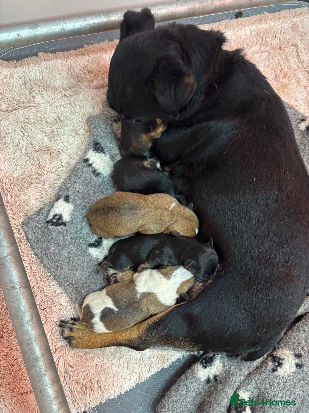 Jack Russell dogs for sale: *last one* Miniature Jack Russell’s  - Advert 2