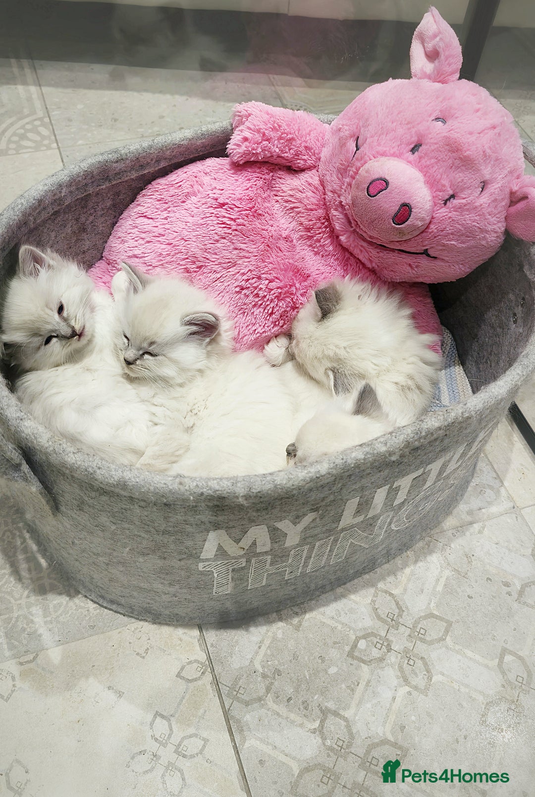 Ragdoll cats for sale: 🩵Pure Ragdoll Kittens Ready to be Reserved🩷 - Advert 5