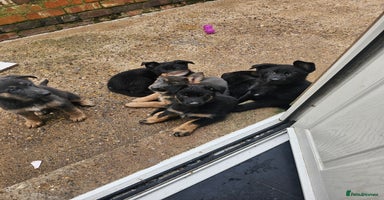 German Shepherd dogs German shepherd puppies  - Advert 6