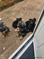 German Shepherd dogs German shepherd puppies - Advert 6