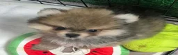 Pomeranian dogs for sale: 13 weeks Teddy bear face Pomeranian male puppies  - Advert 23