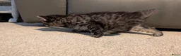 Mixed Breed cats for sale: Adorable kittens looking for forever home  in Pershore - Advert 3