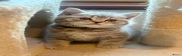 British Shorthair cats for sale: 5 British Shorthair Kittens  - Advert 8