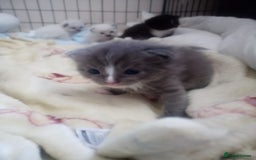 Ragdoll cats for sale: Ragdoll kittens  - Image 17