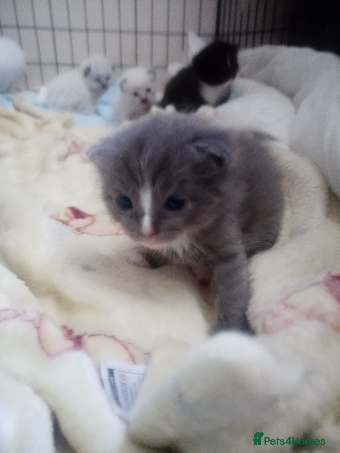 Ragdoll cats for sale: Ragdoll kittens  - Image 17
